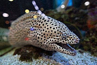 《恐怖黎明》开发商：Xbox认证太愚蠢所以暂无更新