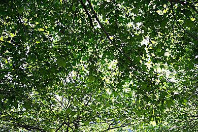 因不符合驰名商标认定 B站诉争哔哩哔哩商标被驳回