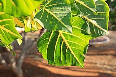 NEOWIZ 参加 “核聚变游戏嘉年华2025” 用独立游戏吸引中国粉丝